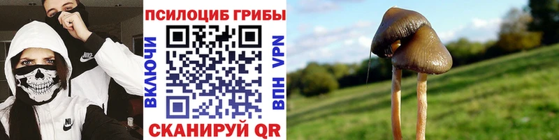 Галлюциногенные грибы Psilocybine cubensis  omg   Удачный  цена  